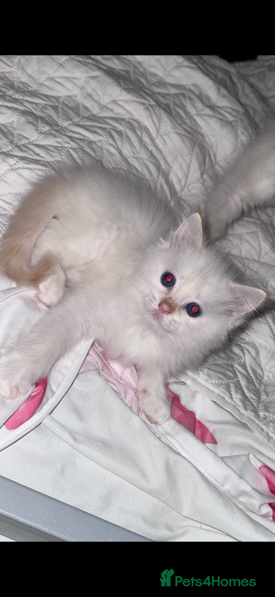 Ragdoll cats for sale: Beautiful Ragdoll kittens  - Image 1