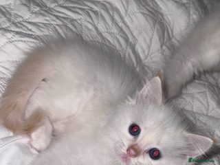 Ragdoll cats for sale - Advert 1