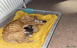 Domestic Shorthair cats for sale: 2 Ginger males 2 calico female 1 tabby female - Image 20