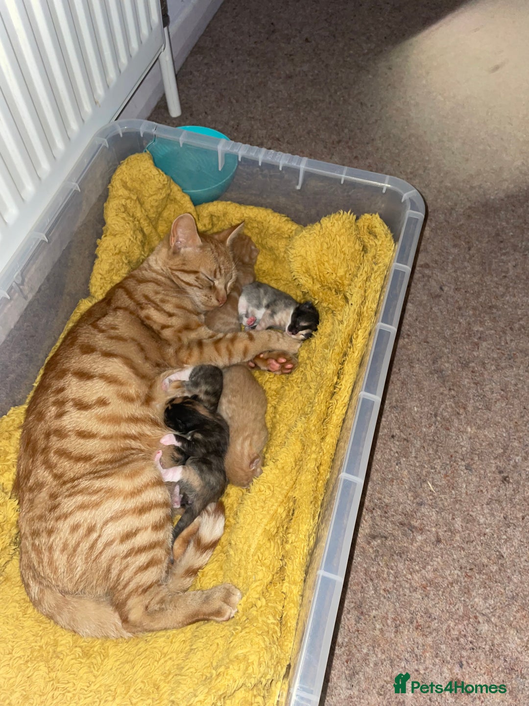 Domestic Shorthair cats for sale: 2 Ginger males 2 calico female 1 tabby female - Image 20