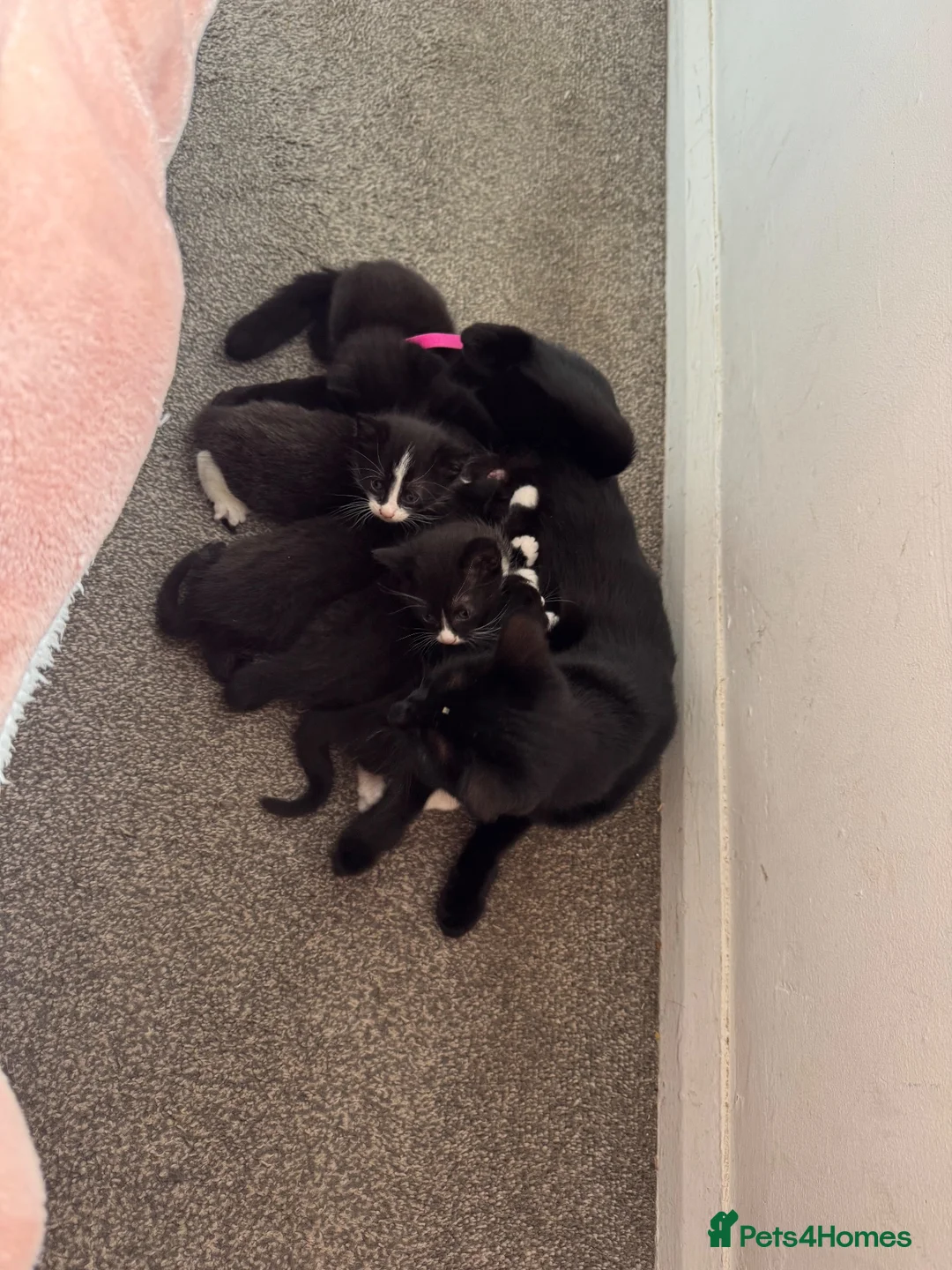 Mixed Breed cats for sale: 5 gorgeous kittens needing a home - Advert 2