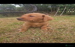 Labrador Retriever dogs for sale: Labrador Puppies  in Watchet - Image 12