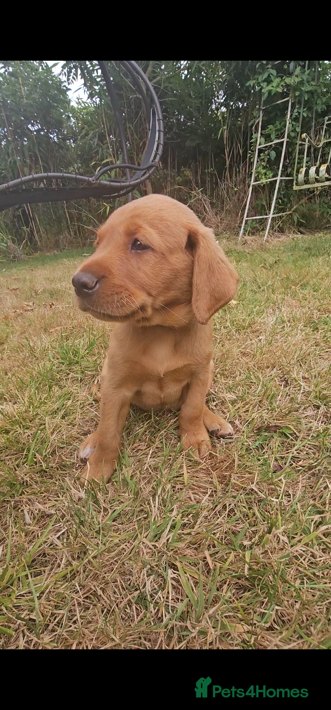 Labrador Retriever dogs for sale: Labrador Puppies  in Watchet - Image 12