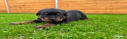 Rottweiler dogs for sale: KC Registered German Line Rottweiler Puppies 🐾🐾 - Advert 15