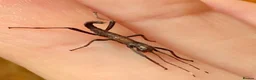 Stick Insects invertebrates for sale: Black Beauty Stick Insects in Brighton - Advert 2