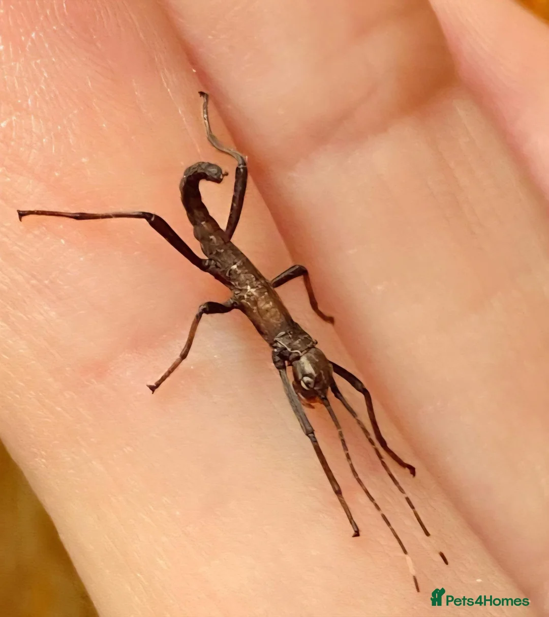 Stick Insects invertebrates for sale: Black Beauty Stick Insects in Brighton - Advert 2