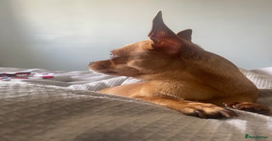Chihuahua dogs in Chelmsford - Advert 8