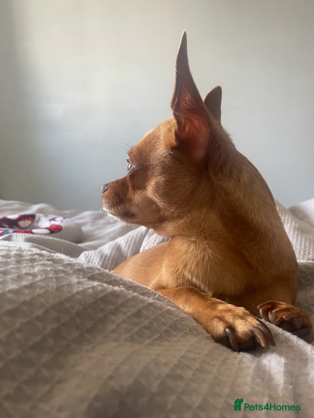 Chihuahua dogs for stud: Red chihuahua for stud in Chelmsford - Advert 3