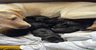 Labrador Retriever dogs - Advert 1