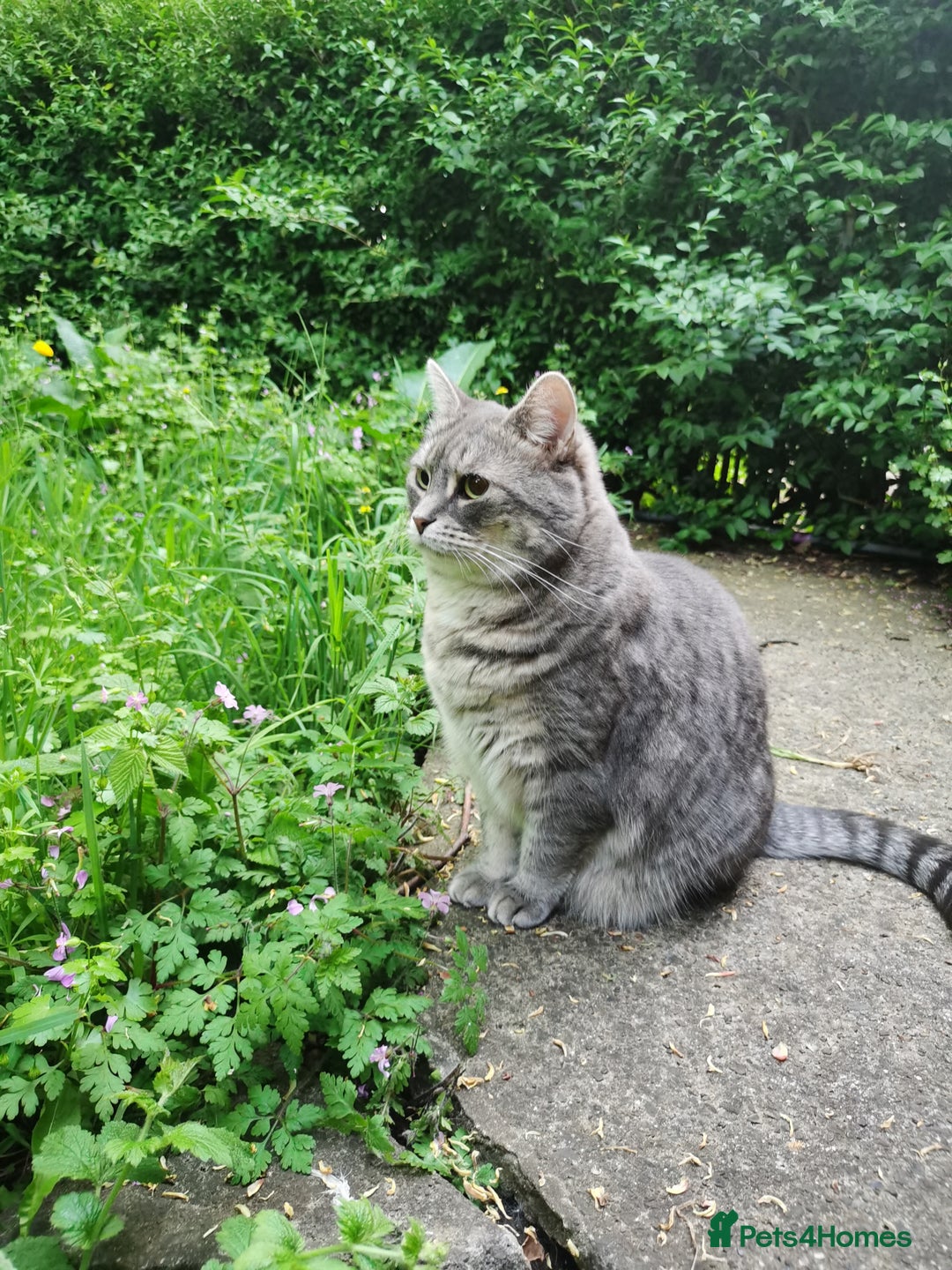 British Shorthair cats for sale: 4-Year-Old Female Cat, Neutered & Microchipped - Image 4