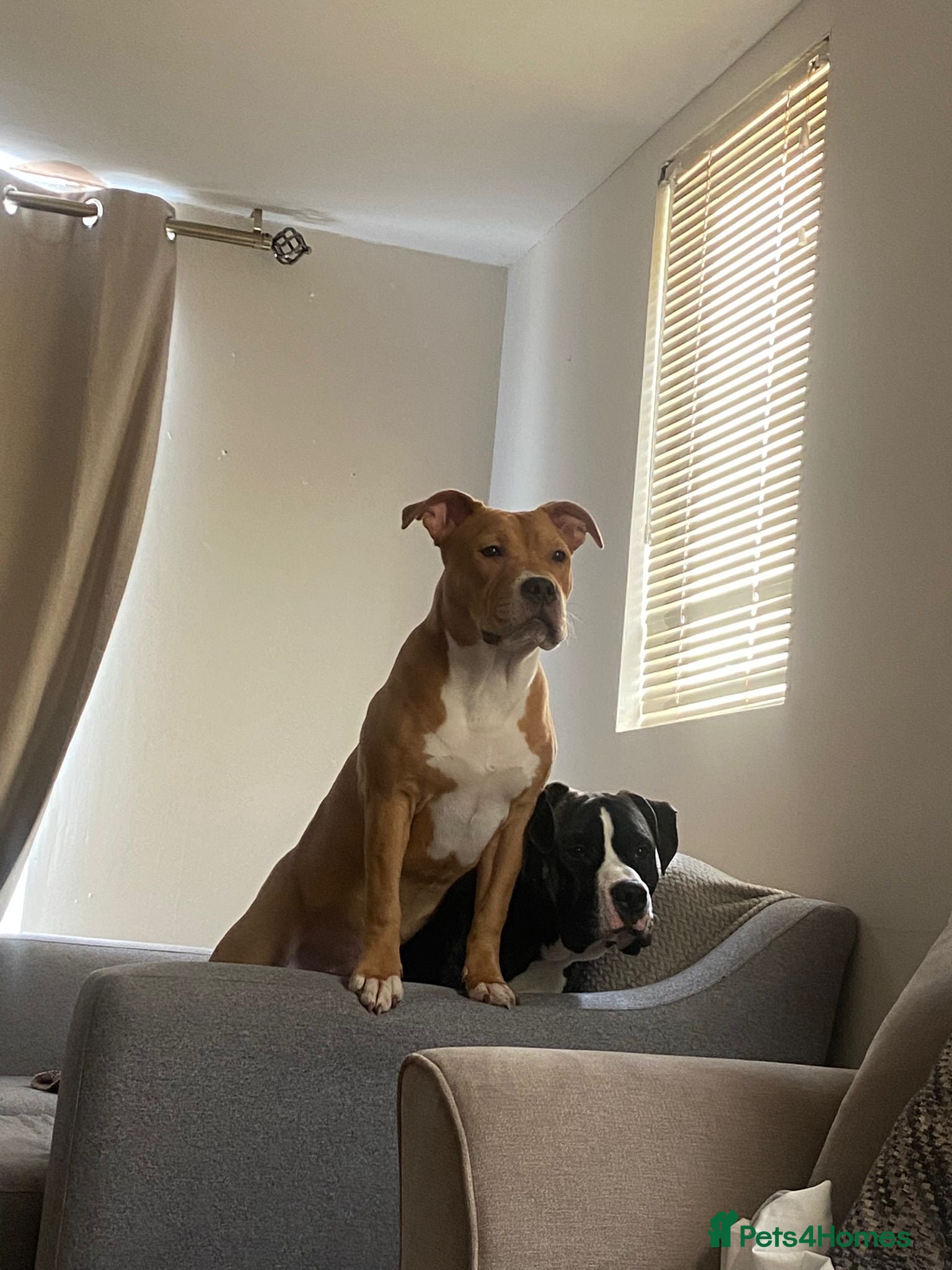 Mixed Breed dogs Apollo & Simba  - Advert 2