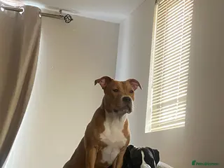 Mixed Breed dogs Apollo & Simba - Advert 2