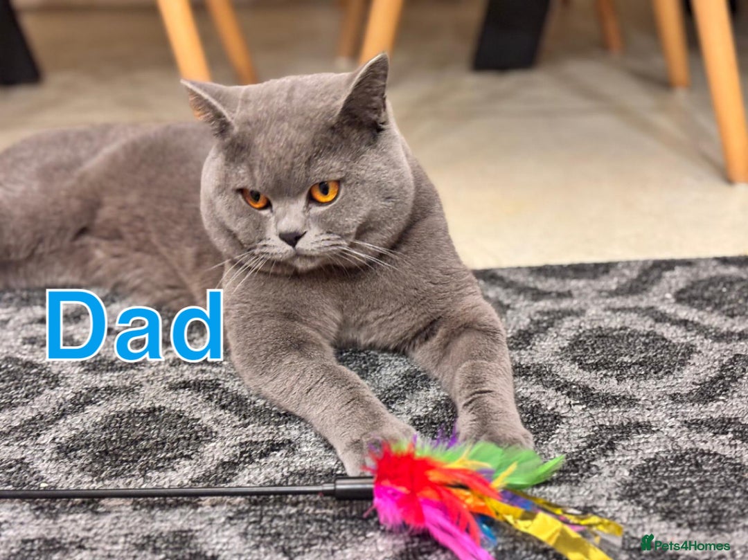 British Shorthair cats for sale: Chunky Lilac & blue bsh kittens  - Image 21