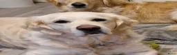 Golden Retriever dogs for sale: Stunning Cream KC registered Golden Retrievers  - Advert 13