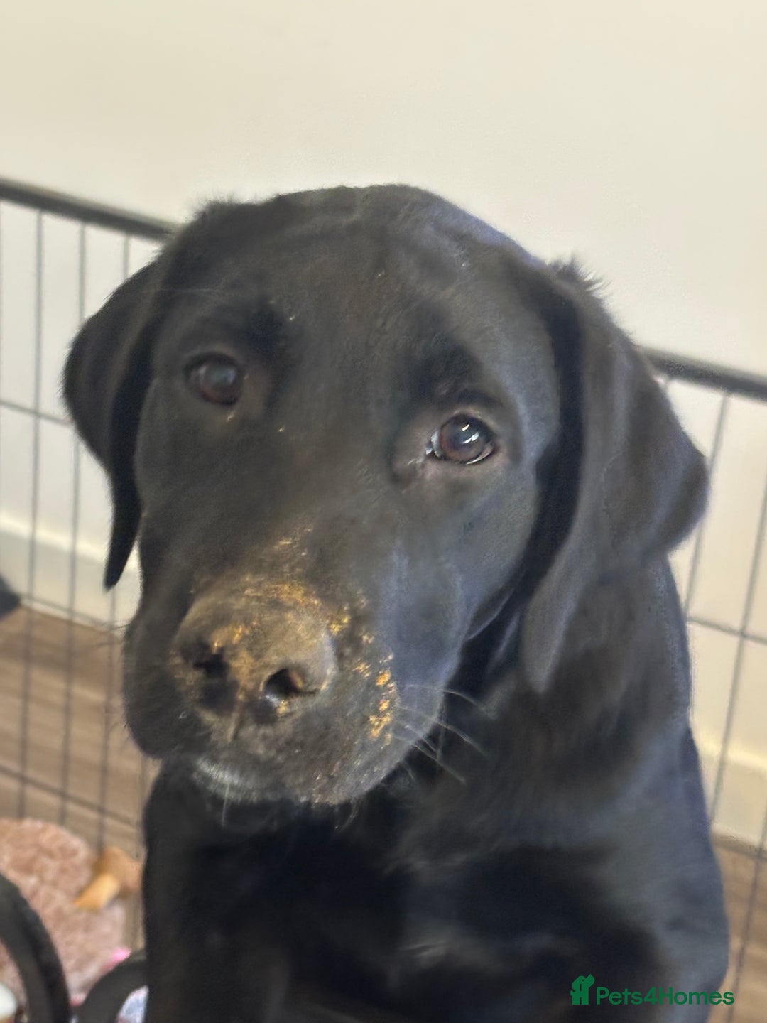 Goldador dogs for sale: Goldador for sale  - Advert 10