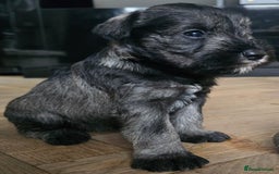 Miniature Schnauzer dogs for sale: Curious, playful and loving litter KC pups ❤️ - Image 16