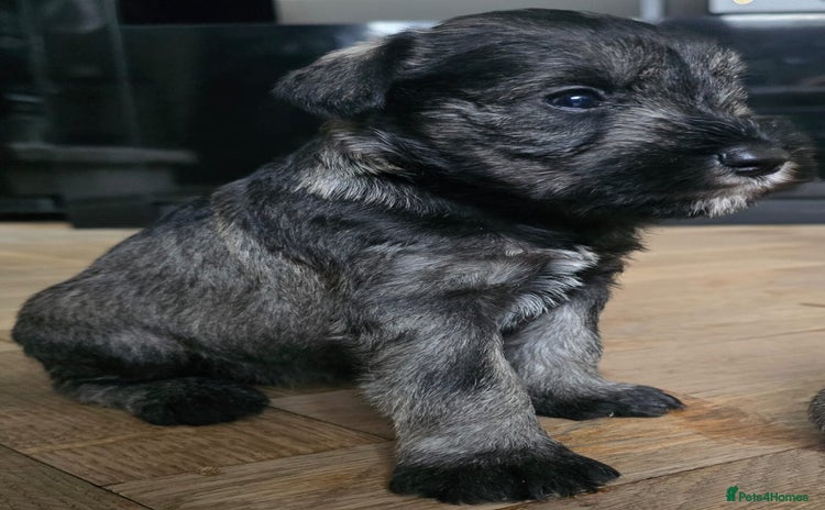 Miniature Schnauzer dogs - Advert 2