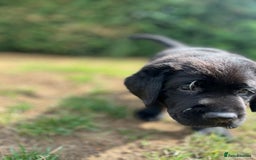 Labrador Retriever dogs for sale: Labrador puppies (ONLY now 2 left) - Image 6