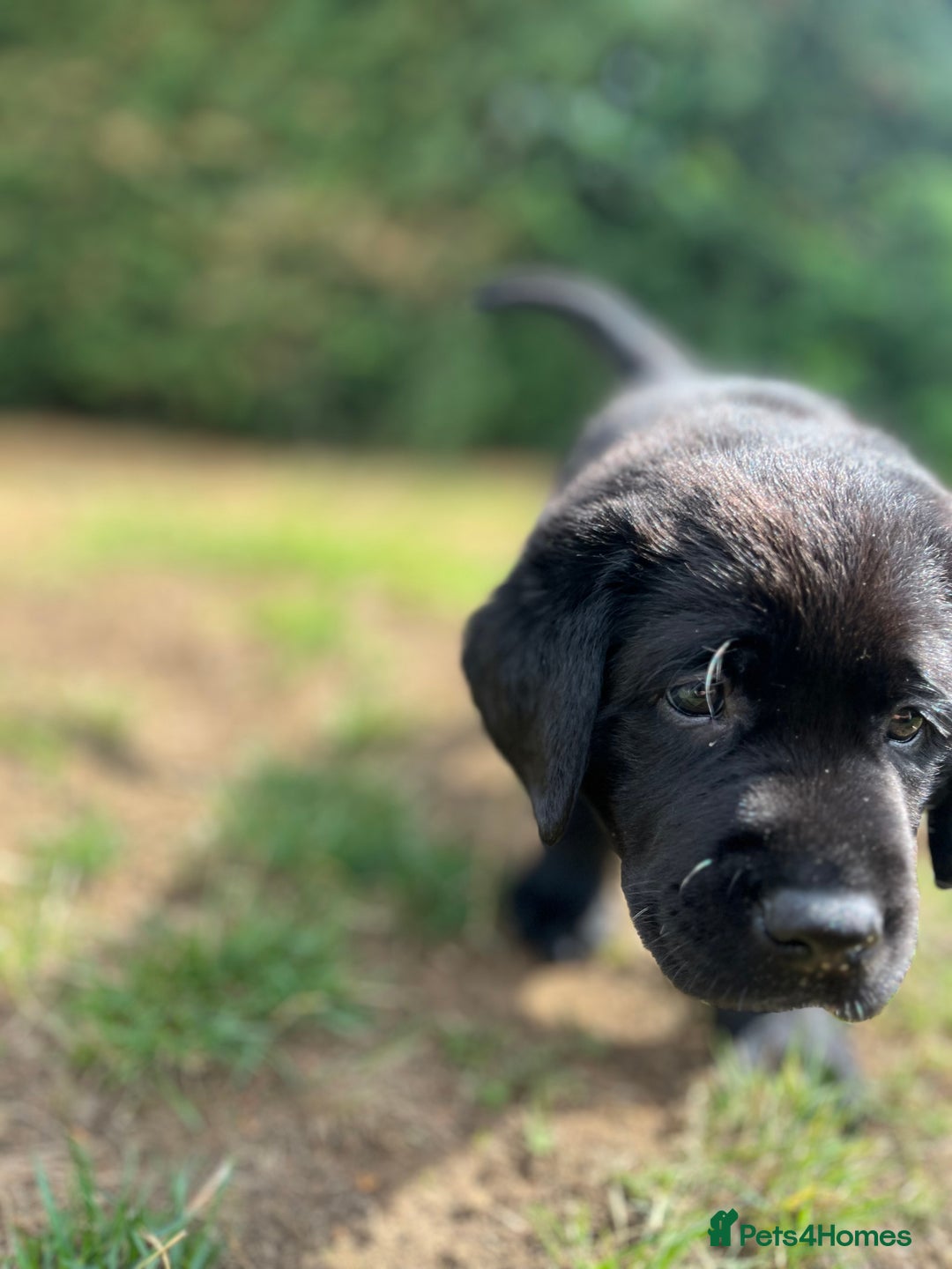Labrador Retriever dogs for sale: Labrador puppies (ONLY now 2 left) - Image 6