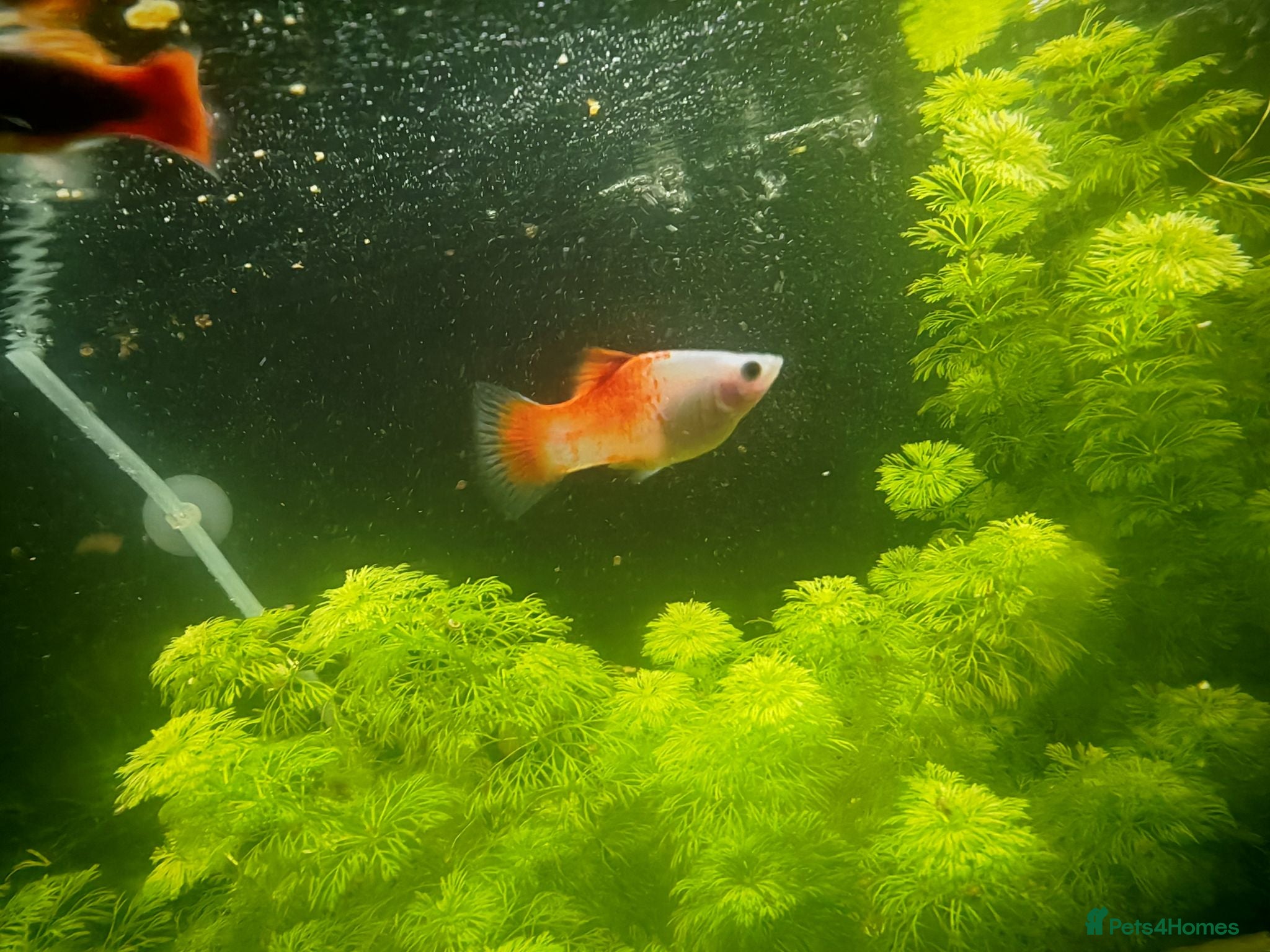 Platies fish Mixed Platies  - Advert 4