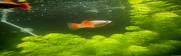 Platies fish for sale: Mixed Platies  - Advert 1
