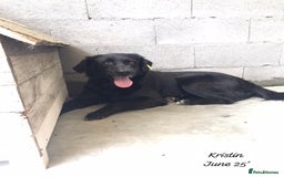 Mixed Breed dogs for adoption: Kristen, 1 yr approx. Available for adoption. in Brixham - Image 10