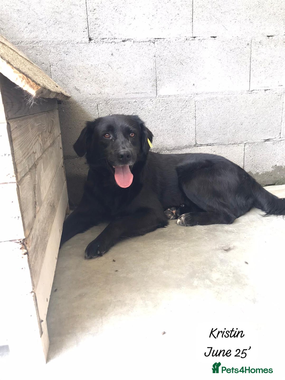 Mixed Breed dogs for adoption: Kristen, 1 yr approx. Available for adoption. in Brixham - Image 10