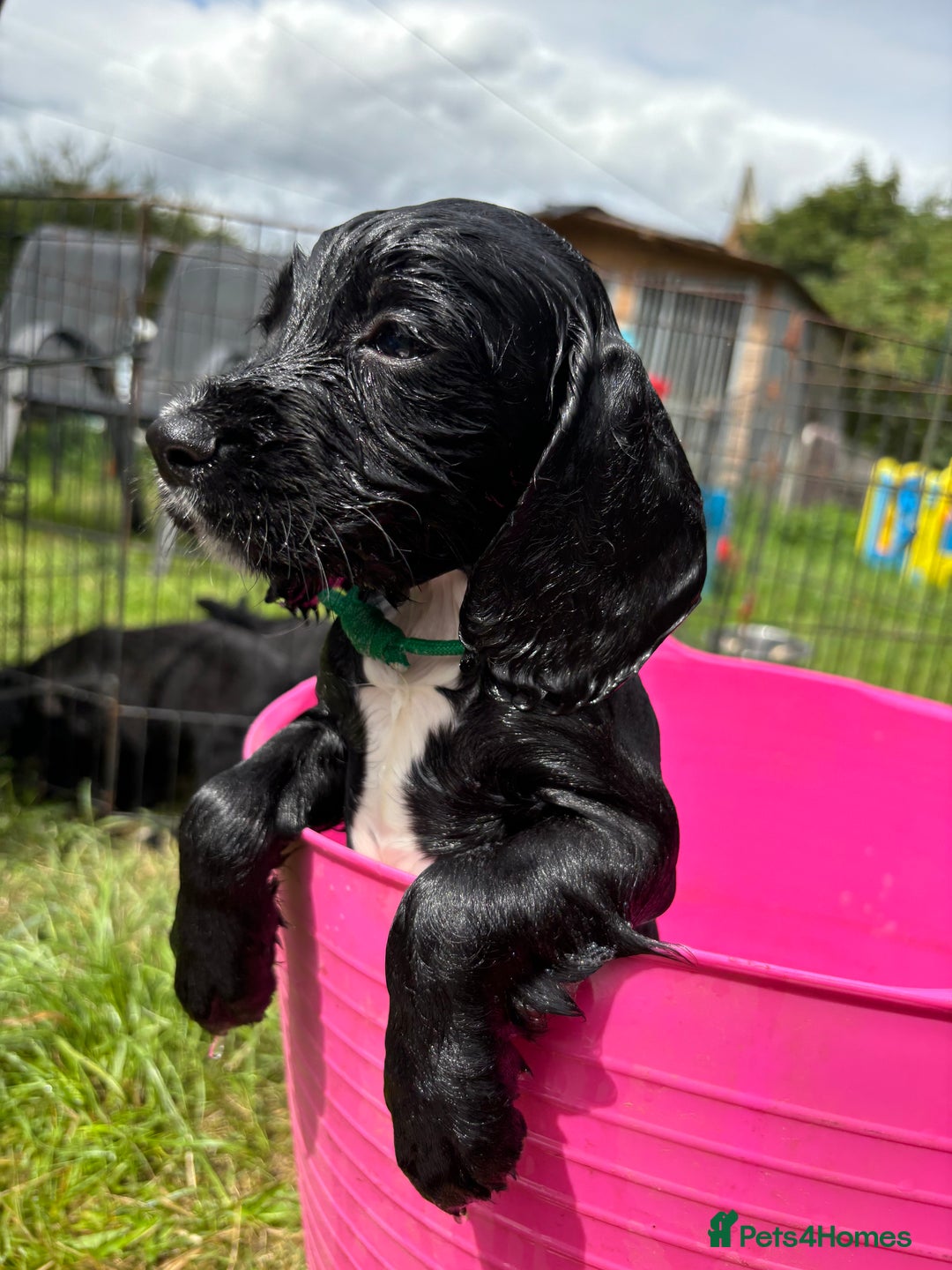 Sprocker dogs for sale: Last F1 sprocker boy ready now - Image 4