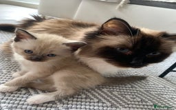 Ragamese cats for sale: ragamese kittens - Image 11