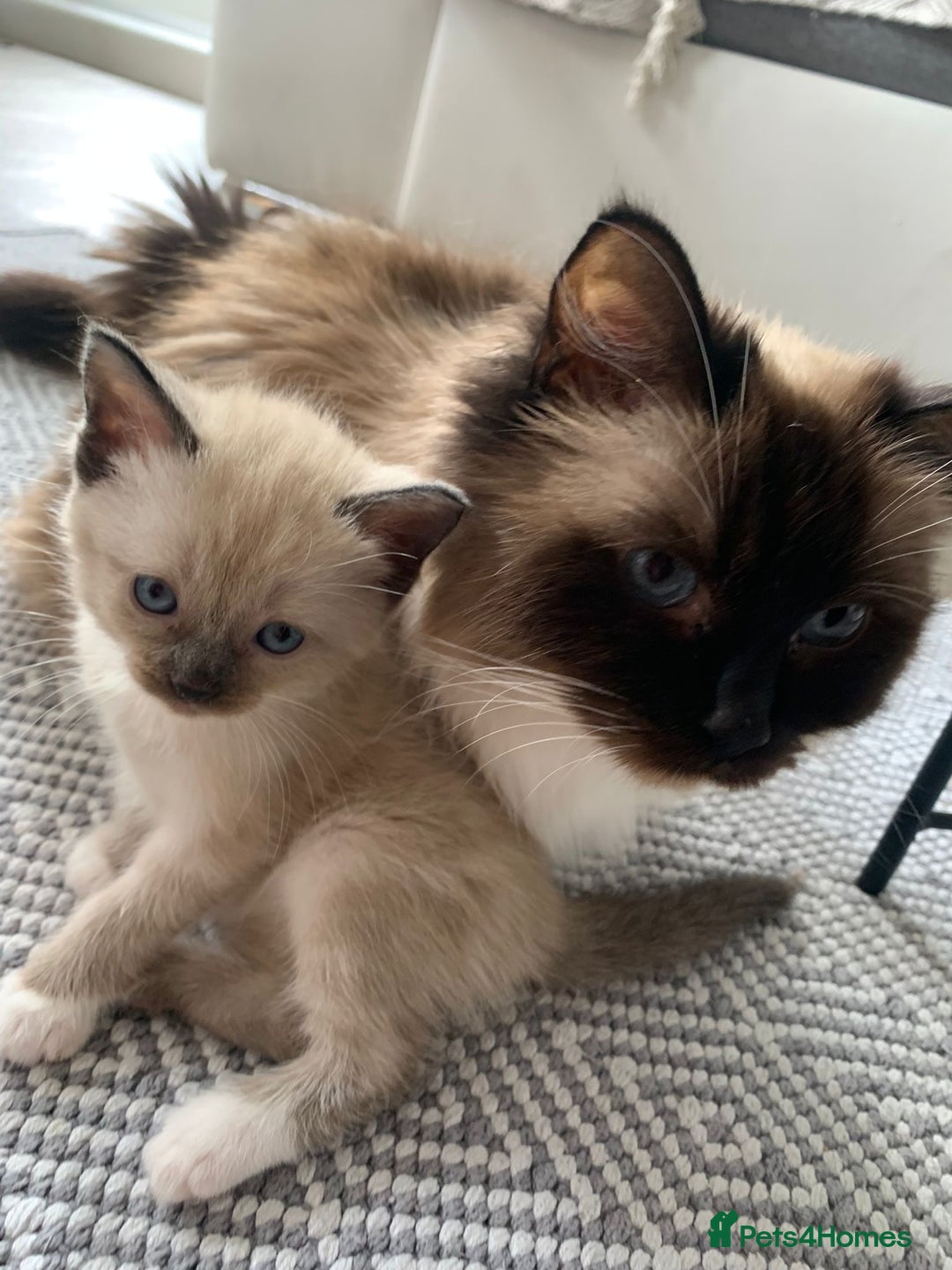 Ragamese cats for sale: ragamese kittens - Image 11