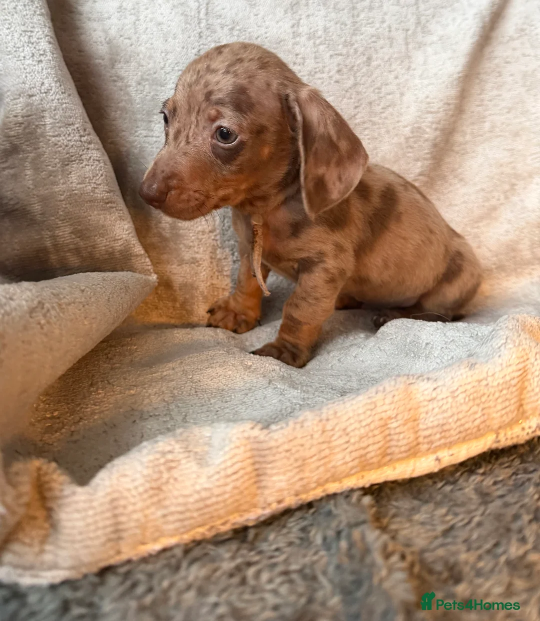 Miniature Dachshund dogs for sale: KC Reg Miniature Dachshunds Dapple Isabella    - Advert 9