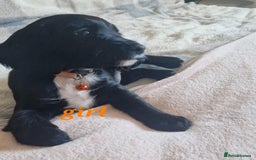 Sprocker dogs for sale: Stunning Sprocker Spaniels - Image 4