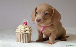 Miniature Dachshund dogs for sale: 🌟5StarsLicense+Holistic+KC+VetCheck+PRAClear - Image 27