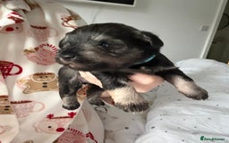 Miniature Schnauzer dogs for sale: Beautiful kc reg salt and pepper schnauzer - Advert 9