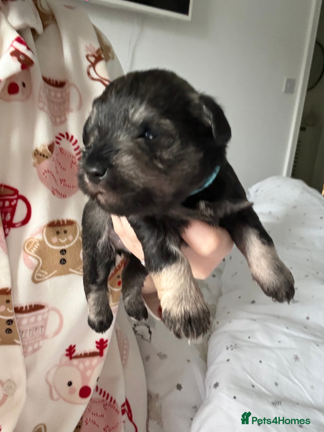 Miniature Schnauzer dogs for sale: Beautiful kc reg salt and pepper schnauzer - Advert 9