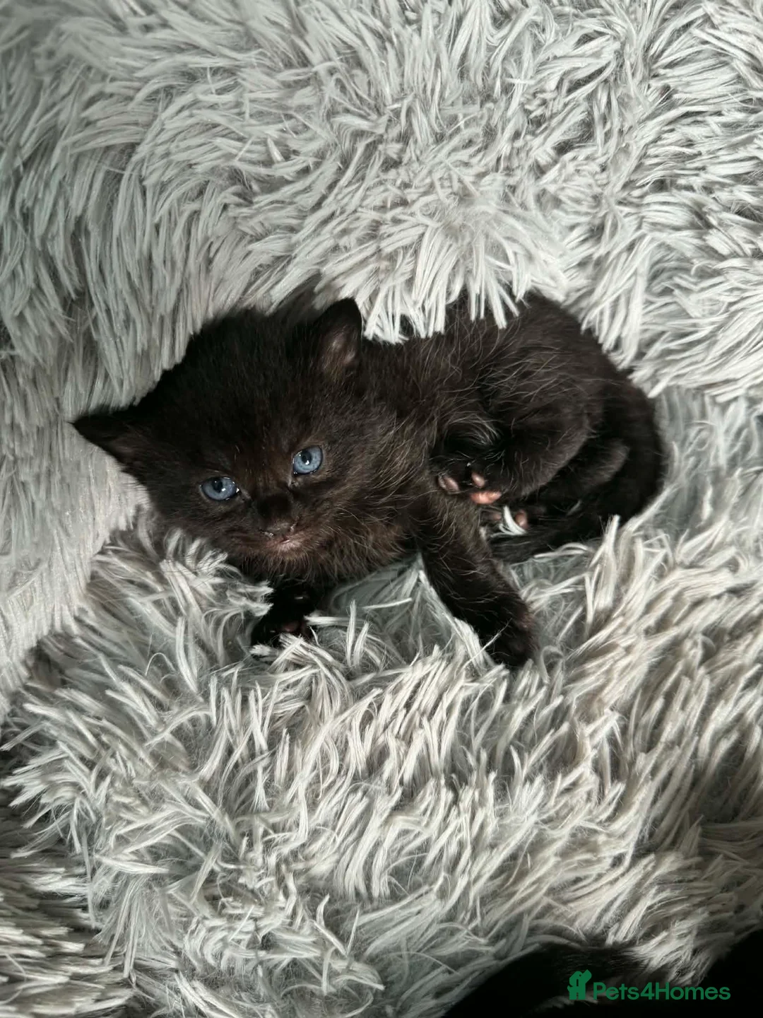 Mixed Breed cats for sale: 5 Kittens in Musselburgh - Advert 24