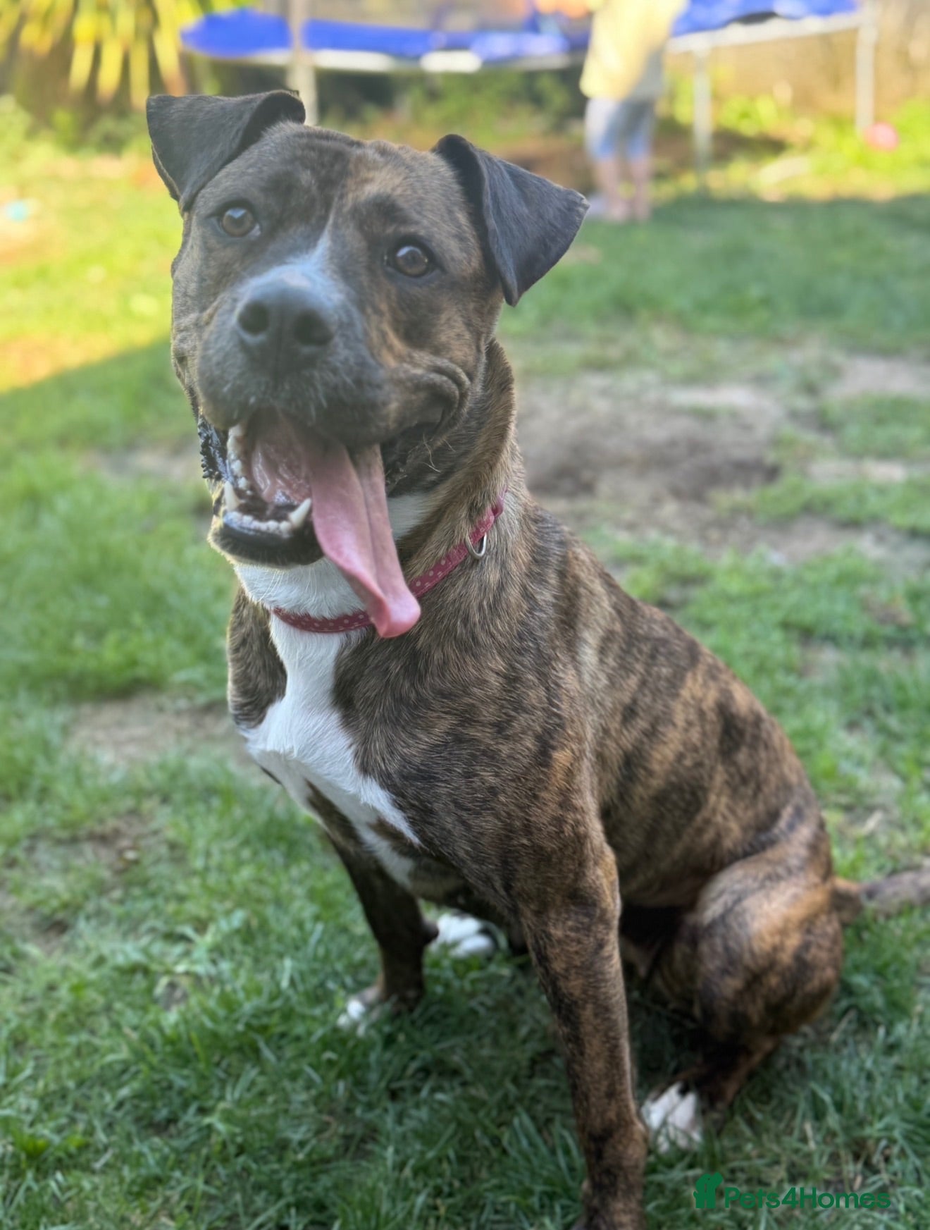 Mixed Breed dogs Looking for loving forever home  - Advert 2