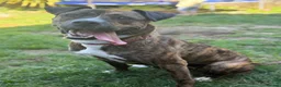 Mixed Breed dogs for sale: Looking for loving forever home  in Blandford Forum - Advert 1