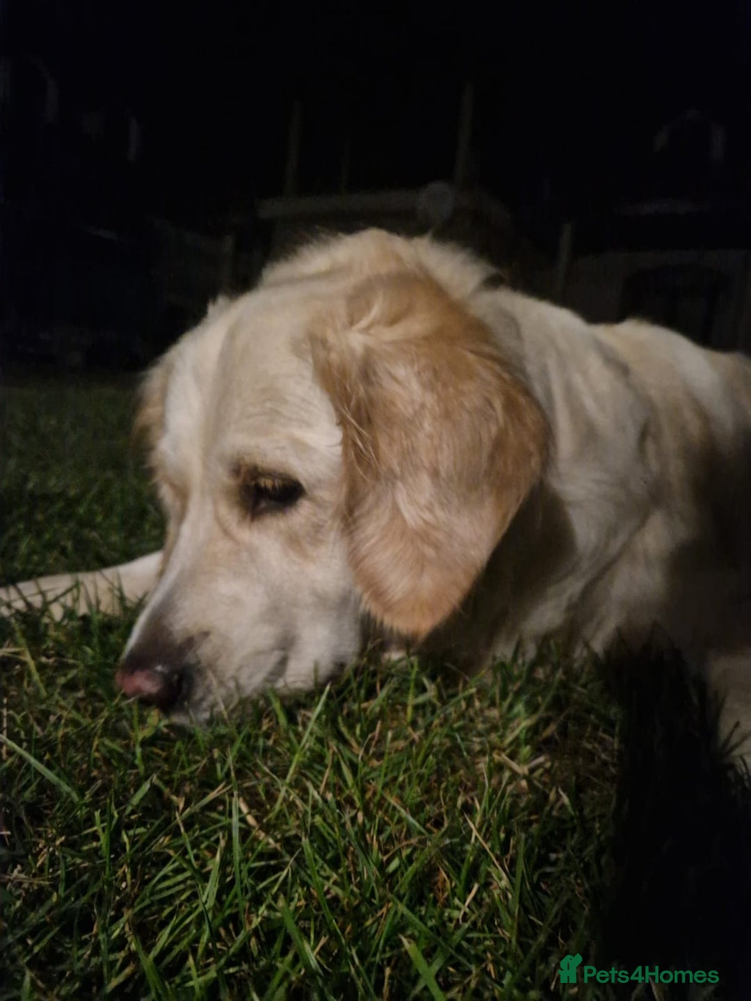 Golden Retriever dogs for sale: Golden Retriever puppies - Advert 4