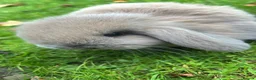Mini Lop rabbits for sale: Mini loop - Advert 8