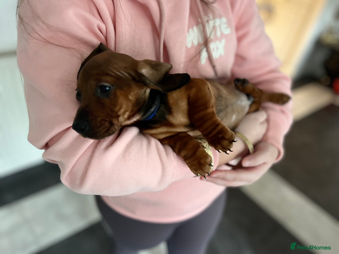 Dachshund dogs for sale: Dachshunds puppies  - Advert 6