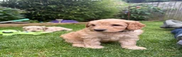 Cockapoo dogs for sale: Cockapoo F1B puppies - Advert 13