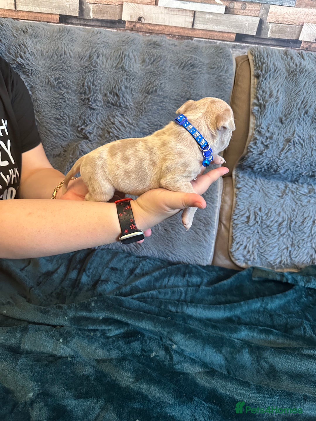 American Bully dogs for sale: 🐾 ABKC Registered Micro/Pocket Bully Puppies! 🐾 - Image 19