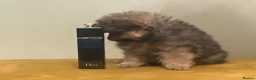 Pomeranian dogs for sale: Stunning Tiny KC Reg Pomeranian Puppies  - Advert 21