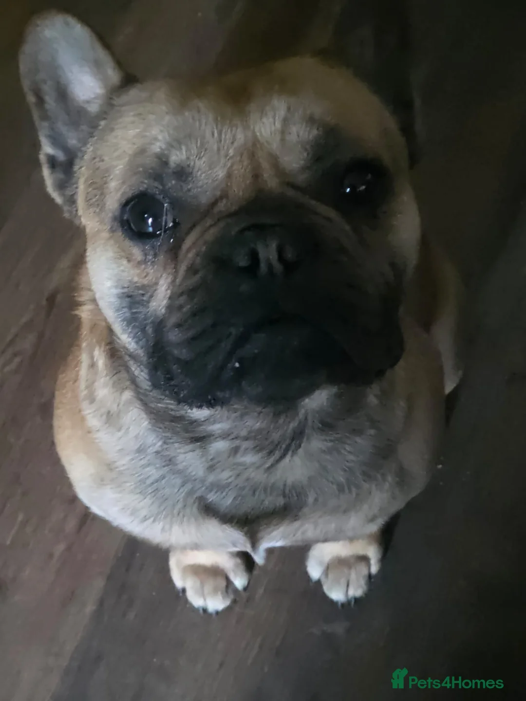 French Bulldog dogs for sale: French bulldog  - Advert 1