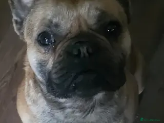 French Bulldog dogs French bulldog - Advert 1