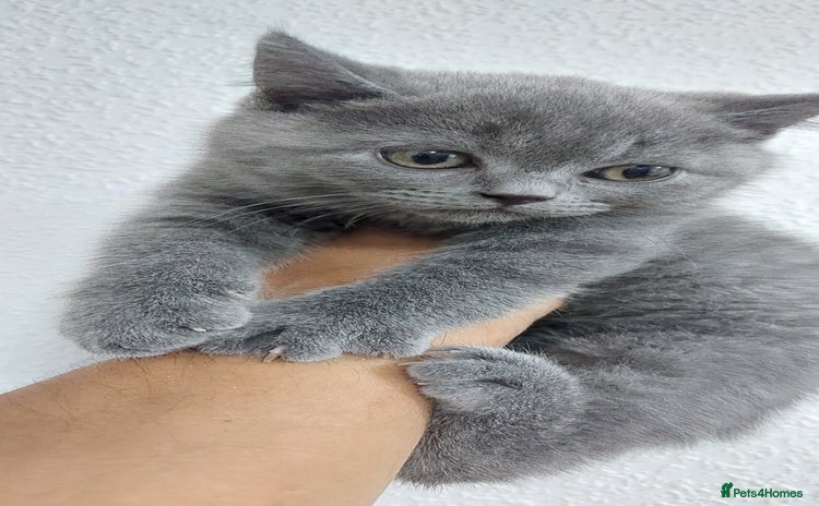 Brazilian Shorthair cats - Advert 9