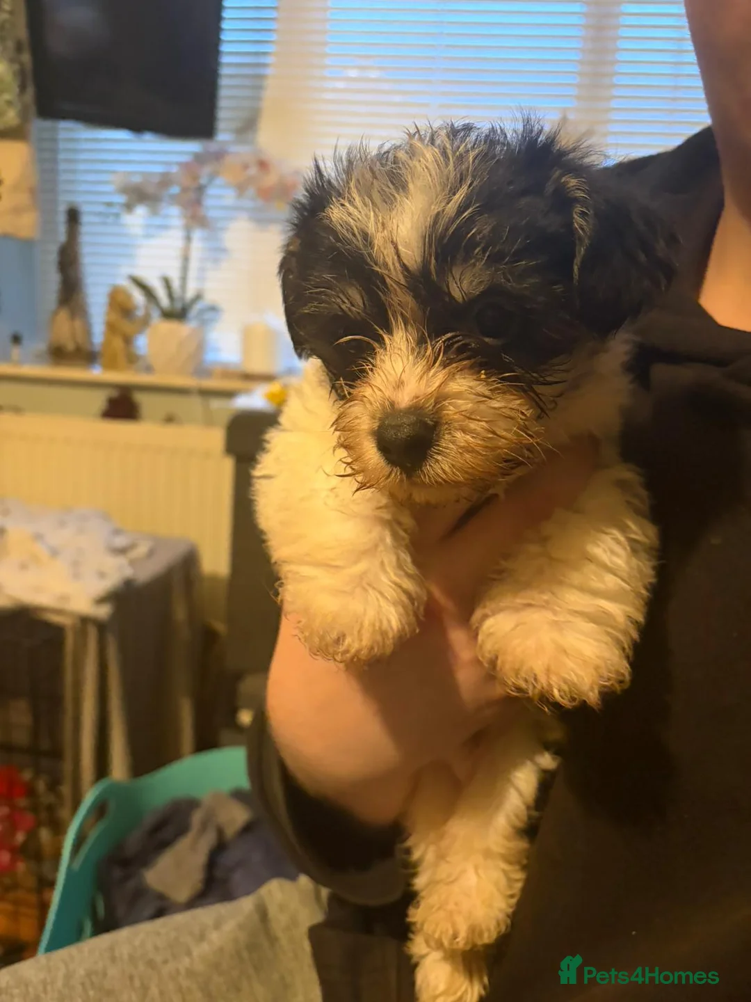 Mixed Breed dogs for sale: 4 LHASO APSO X YORKSHIRE TERRIOR CROSS PUPS - Advert 36