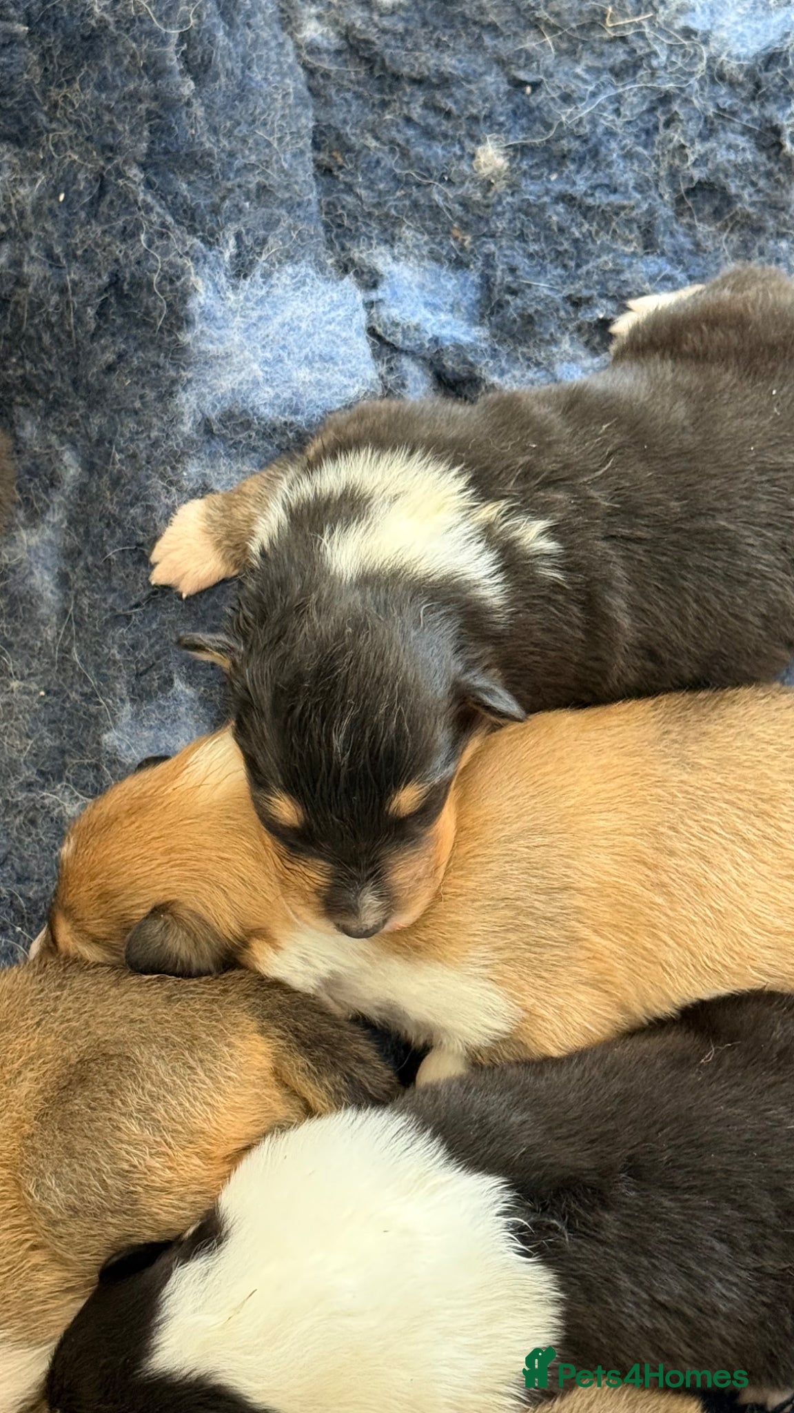 Rough Collie dogs Non- Affected Tri Colour Rough Collie Pups  - Advert 1