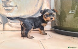 Yorkshire Terrier dogs for sale: Last female Yorkshire Terrier puppy left - Image 26